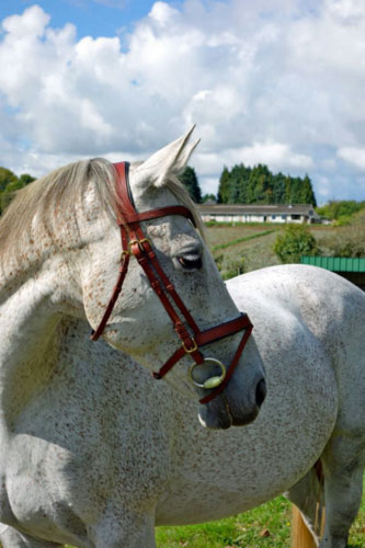 briderie: filet harnachement cheval sur mesure, cuir, 100% fait main, français