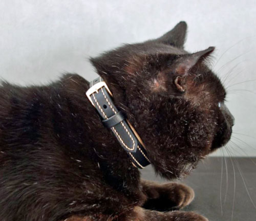 collier cuir doublé veau pour chat