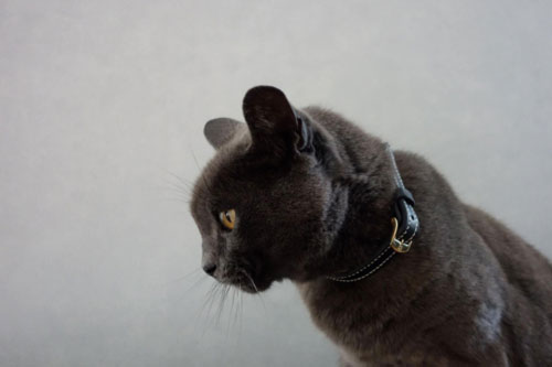 collier en cuir pour chat sur mesure, fait main