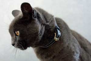 maroquinerie: collier chat cousu main
