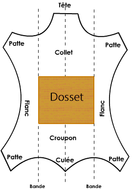 zoom sur le dosset d'une peau de cuir